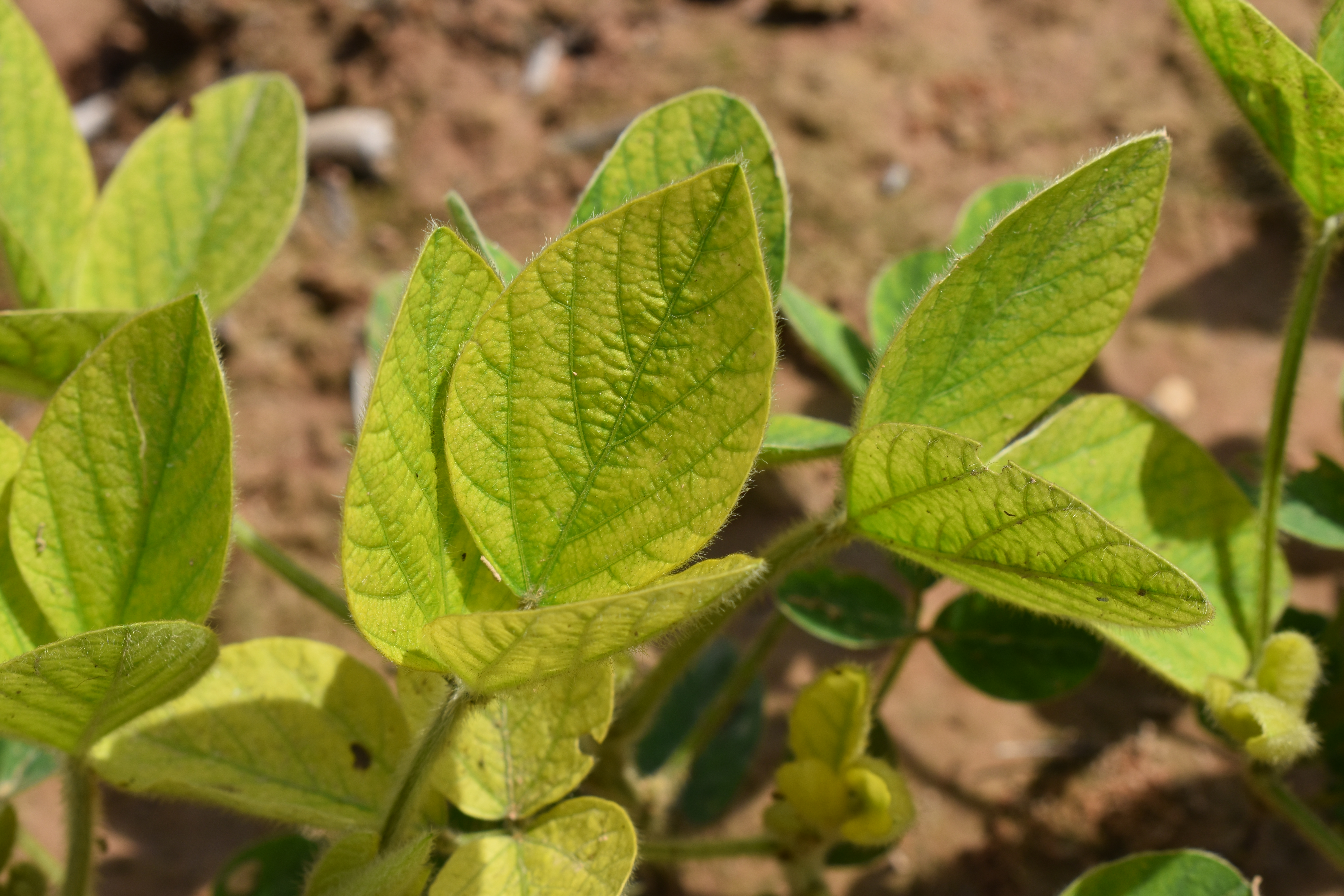 Iron Deficiency Chlorosis (IDC)